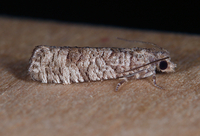 Retinia gemistrigulana