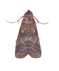 Sciota subcaesiella