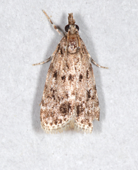 Scoparia basalis