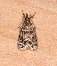 Scoparia biplagialis