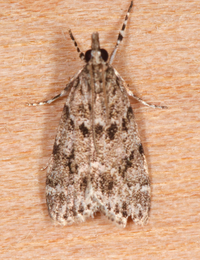 Scoparia biplagialis