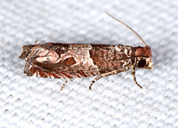 Sonia paraplesiana