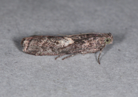 Tacoma feriella