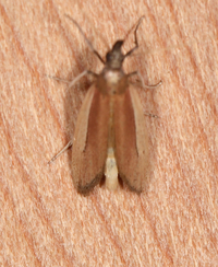 Tampa dimediatella