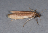 Tampa dimediatella