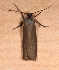 Urodus parvula
