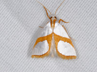 Vaxi auratellus