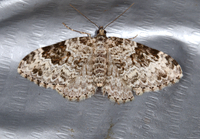 Xanthorhoe iduata