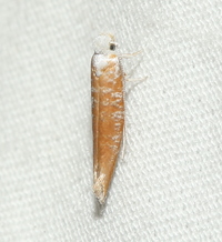 Zelleria retiniella