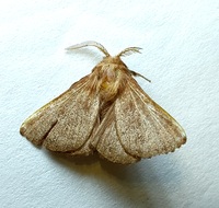 Malacosoma disstria
