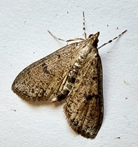 Palpita unidentified species