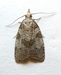 Cenopis cana
