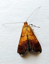Pyrausta bicoloralis