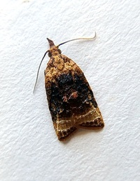 Platynota flavedana