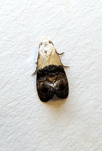 Eugnosta erigeronana