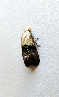 Eugnosta erigeronana