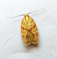 Sparganothis sulfureana