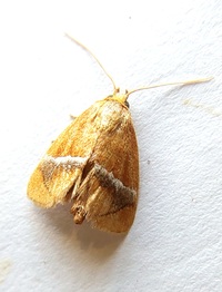 Lithacodes fasciola
