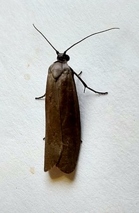 Urodus parvula