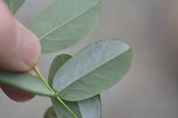 Macrosaccus robiniella