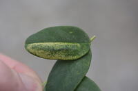 Macrosaccus robiniella