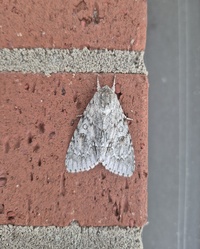Acronicta americana