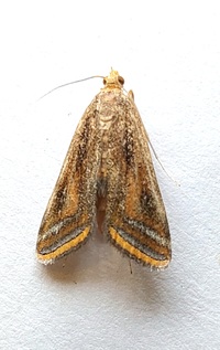 Parapoynx seminealis