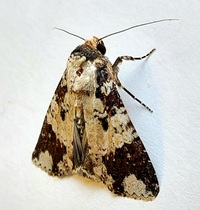 Condica confederata
