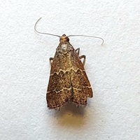 Heliades mulleolella