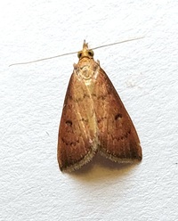 Achyra rantalis
