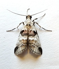 Tallula atrifascialis
