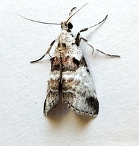 Tallula atrifascialis