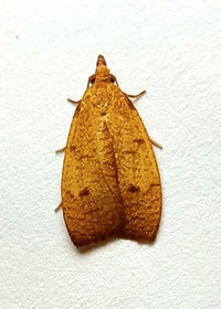 Cenopis directana