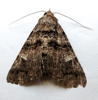 Metria amella