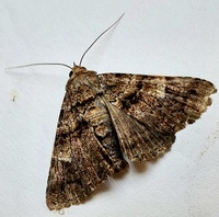 Metria amella