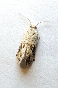 Ponometia candefacta