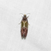 Eumarozia malachitana