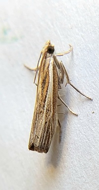 Fissicrambus profanellus