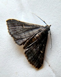 Tetanolita mynesalis