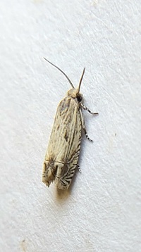 Eucosma grindeliana