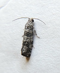 Retinia gemistrigulana