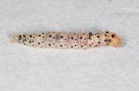 Anacampsis agrimoniella