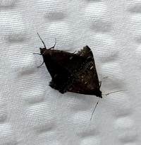 Tetanolita mynesalis