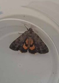 Catocala sordida