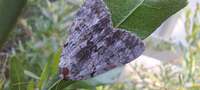 Catocala sordida
