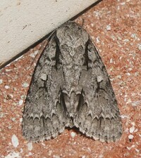 Acronicta hasta