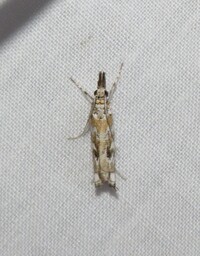 Prionapteryx achatina