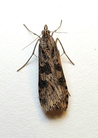 Nomophila nearctica