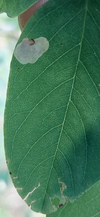 Macrosaccus robiniella