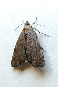 Cutina albopunctella